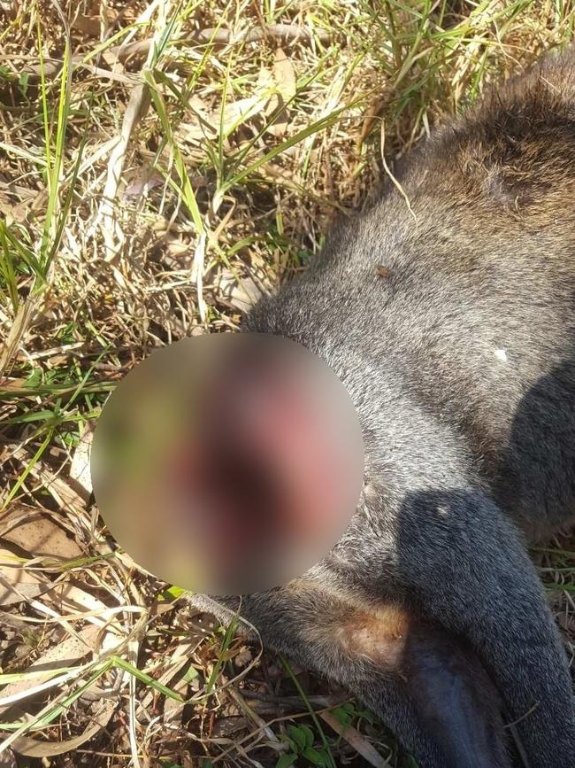 One of the beheaded wallabies found in Appin in recent days.