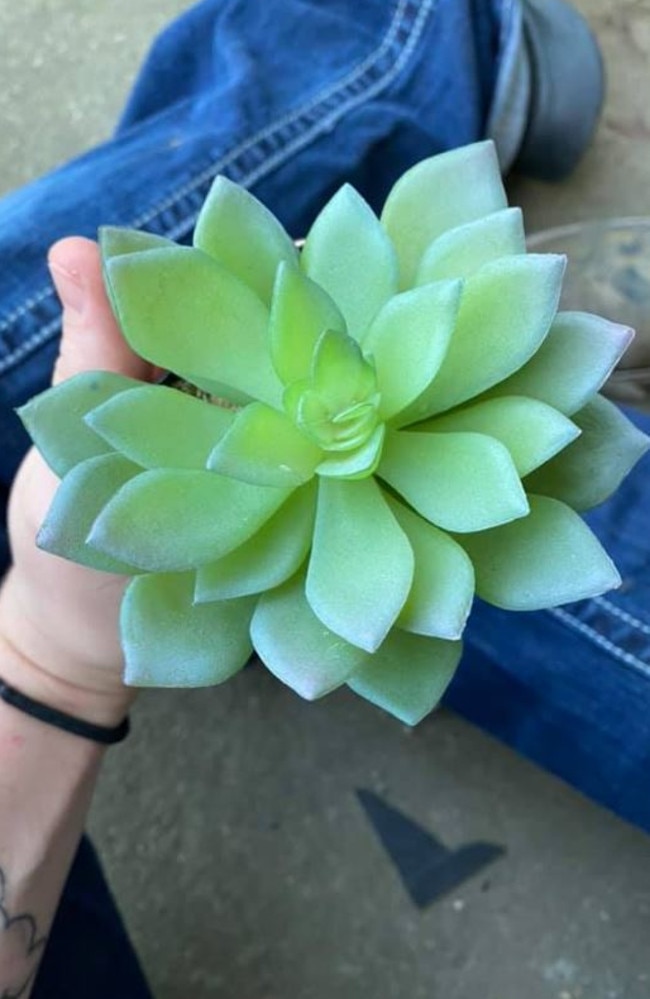 A mum has revealed her surprise at discovering the plant she had watered for two years was fake. Picture: Caelie Wilkes