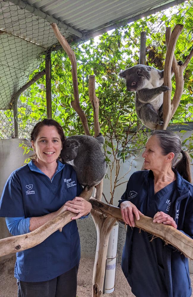 Koala veterinarian Jodie Wakeman and koala veterinarian nurse Marley Christian in a rehabilitation enclosure at Friends of the Koala in Lismore.