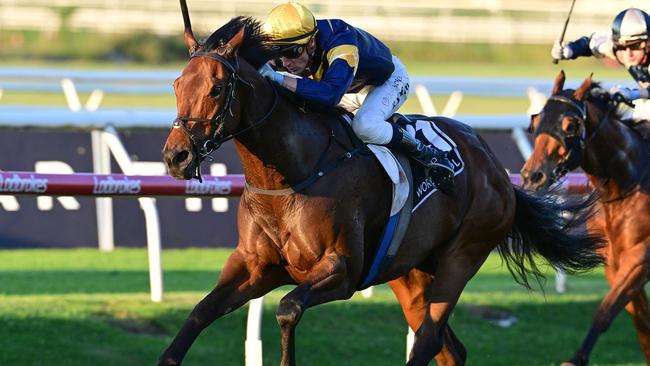 War Machine was elevated to Group 1 Stradbroke Handicap favouritism after his dominant win in the BRC Sprint. Picture: Grant Peters, Trackside Photography.