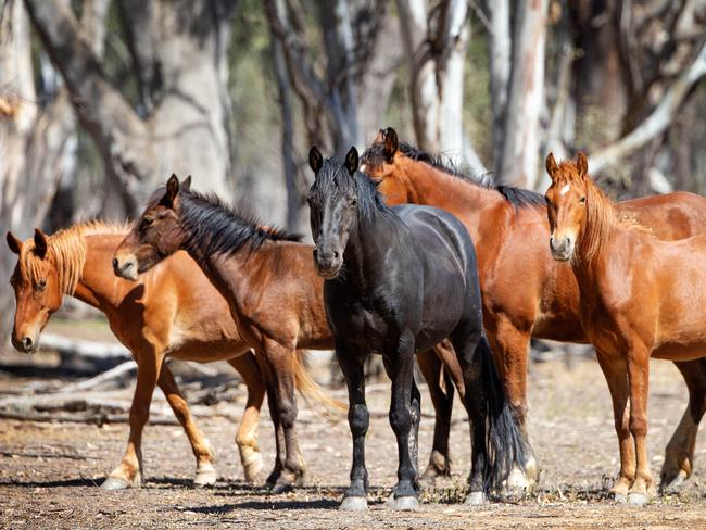 A black brumby stallion protects his herd of mares in the Barmah Forest. Picture: Mark Stewart