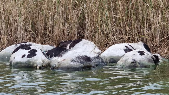 River deaths: The bloated carcasses of dairy cattle have float up onto the banks of south west Victoria's Curdies River, which is full of toxic blue-green algae