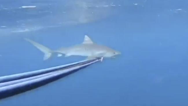 Former Australian spearfishing champ Lara Puckeridge came incredibly close to a tiger shark on Sydney’s Northern Beaches. Picture: Sky News