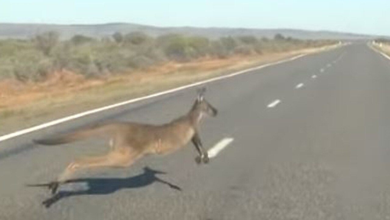 Kangaroo.