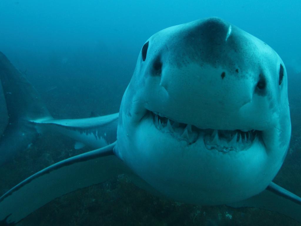 Great white sharks, ocean predators recorded diving deep to twilight