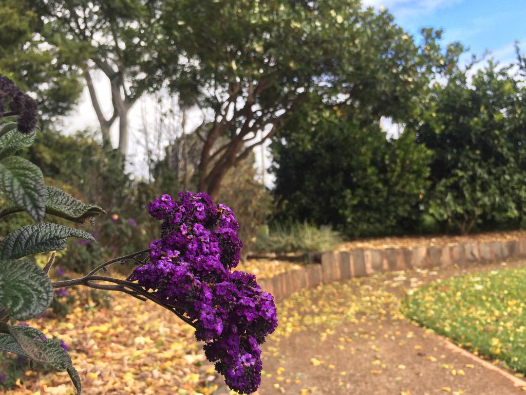 At home: Plant of the week – heliotrope, also known as Cherry Pie