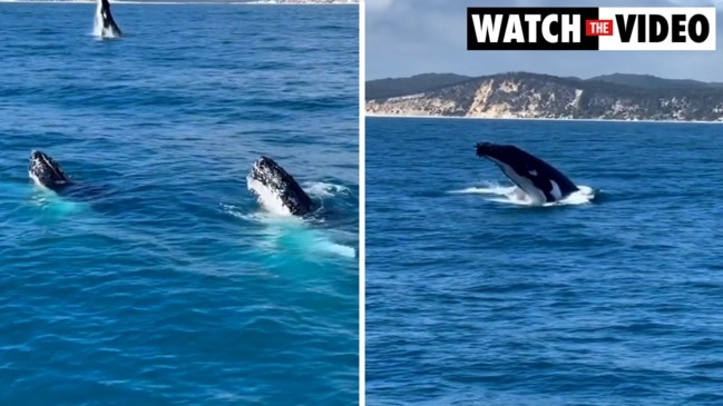 Whales splash in Hervey Bay Queensland