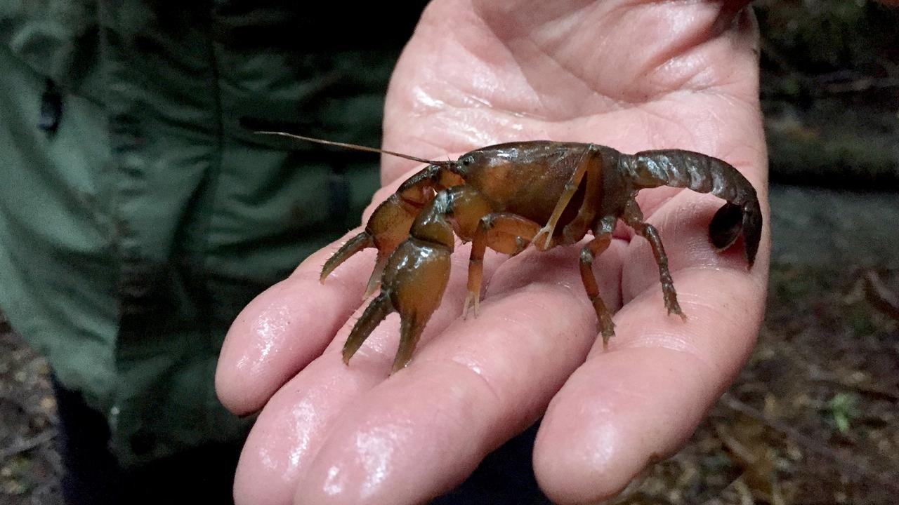 The endangered native burrowing crayfish. Picture: Andrew Hughes/Bookend Trust