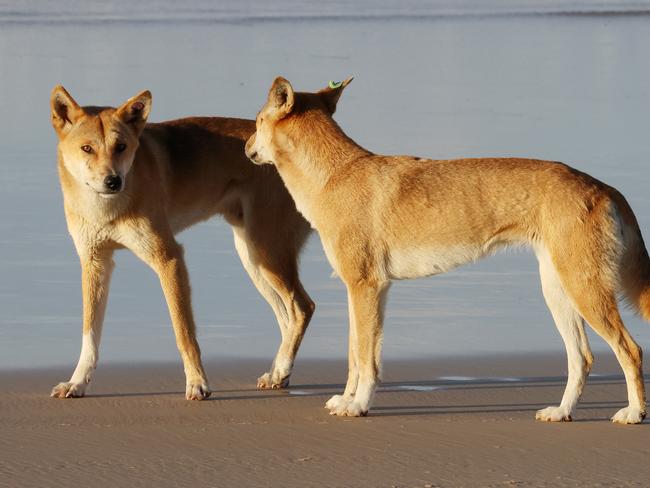 Dingos at Orchid Beach on K’gari, formerly known as Fraser Island, on Wednesday. Picture: Liam Kidston