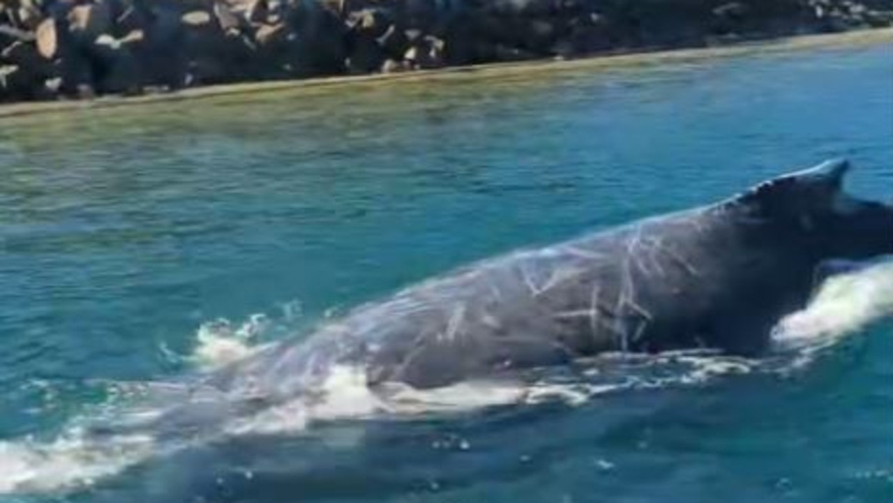 Mooloolaba boaties got more than they bargained for when they were surprised by a whale in an unlikely spot.