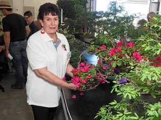 Walkerston resident and secretary of the Mackay Bonsai Society Violet Walsh with one of her 12 entries into the bonsai section of the Mackay Show 2019. Picture: Marty Strecker Photography