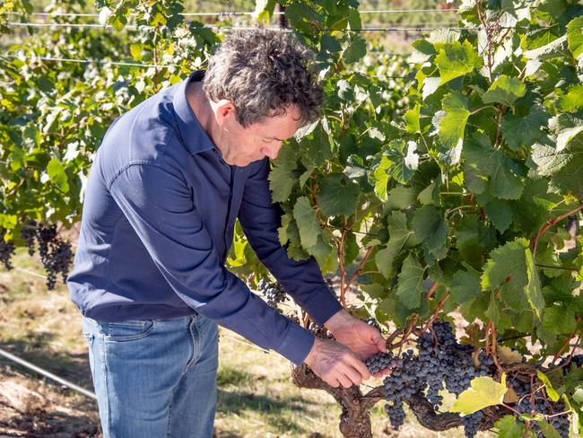 Penfolds chief winemaker Peter Gago inspects the Californian grapes.