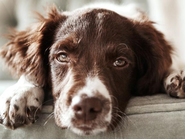 Shot of an adorable dog looking bored while lying on the couch at home