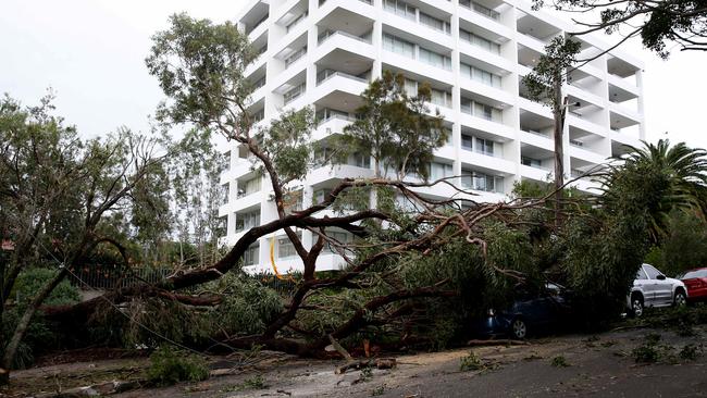 Aftermath of the severe storm on Northern Beaches. Huge tree on Addison Road smashed two cars and covered the entrance tothe car park at this resident block.