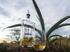 Bowen agave farm taps into Aussie taste for tequila