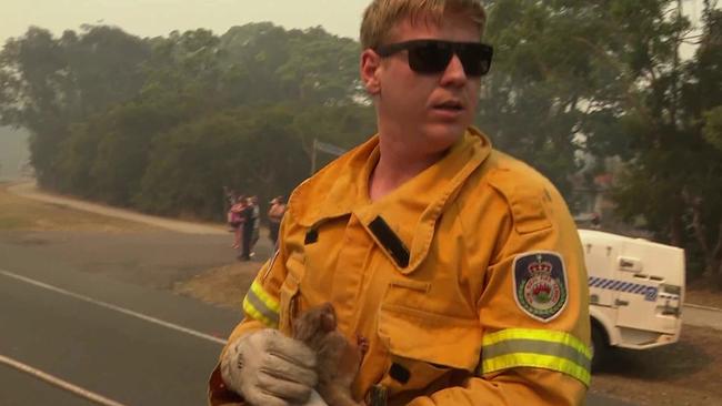 The mother possum and her hero. Picture: TNV