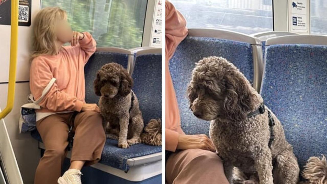 Sydney dog owner’s ‘entitled’ light rail act