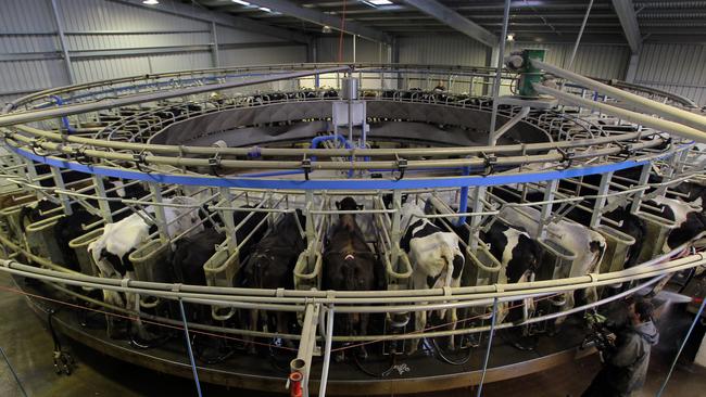 Van Diemen's Land Company (VDL), (NOT Van Dieman's as published) historic property Woolnorth, is the biggest dairy farm in Australia, the biggest supplier to the Fonterra milk company and the biggest supplier of milk in Australia, cows in the rotary dairy