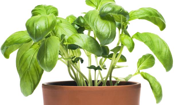 A windowsill is the perfect space to grow your own herbs.