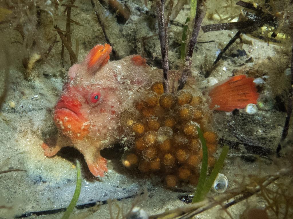 A handfish diligently guarding its eggs on the sea floor, an important behaviour for the species’ survival. Picture: Antonia Cooper