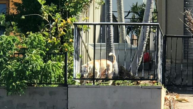 The tan and white staffy-type dog is allegedly a vicious dog that nearly ripped the leg off another dog walking past the Oxley Drive property in Paradise Point. Gold Coast. Dog attack. Picture: supplied
