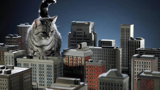 The REIT stuff: with interest rates falling, property trust investors are feline a lot better. Pic via Getty