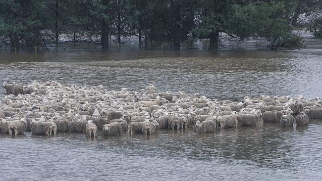 Wet and woolly: Sheep wait in floodwaters near Deloraine in Northern Tasmania on Monday. Picture: Chris Crerar