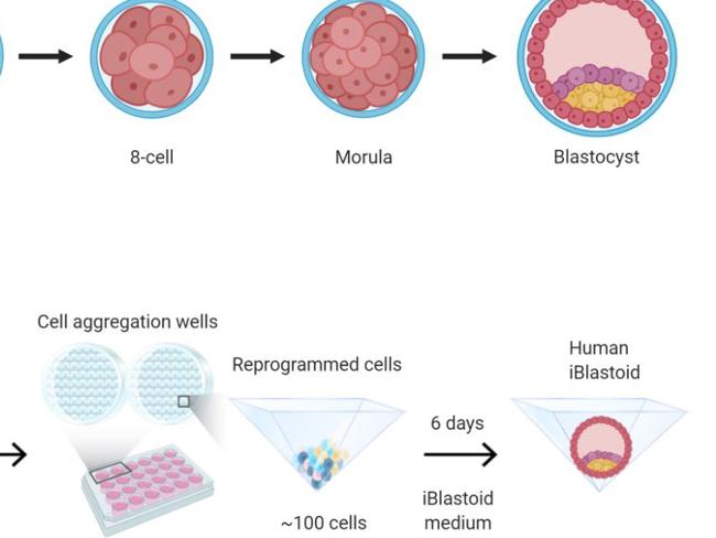 Aussie medical breakthrough stuns world