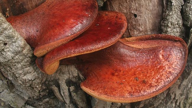 Meat-like looking beefsteak fungus. Picture: Expedia