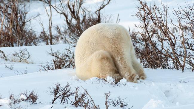 White Cliff Minerals has dug further into high-grade zones at the Rae copper project in Nunavut. Pic: Getty Images