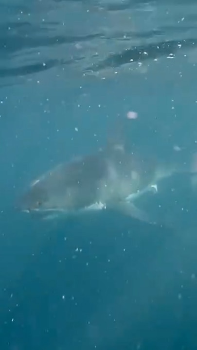 Father-son duo share ’special moment’ with great white shark off Thirteenth beach