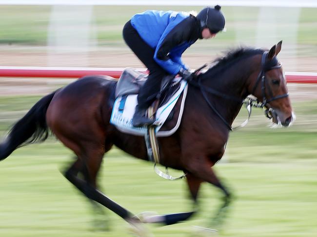 International horses trackwork at Werribee. Red Cardinal works on the grass this morning  . Pic: Michael Klein