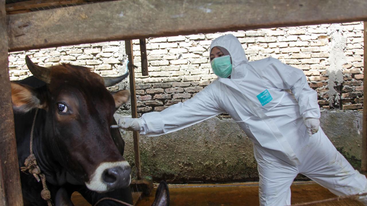 A veterinarian administers a vaccine for foot and mouth disease to a cow. Picture: Andi / AFP