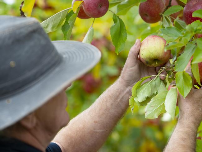 The Victorian Government is extending two programs aimed at getting more fruit pickers onto farms. Photographer: Zoe Phillips