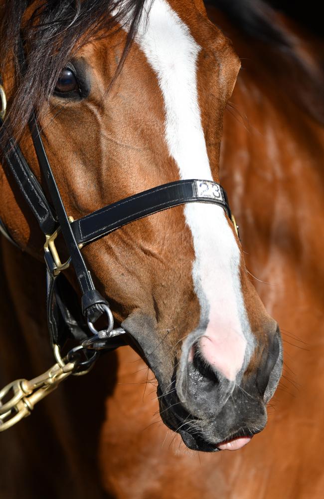 Hartnell is expected to contest the Emirates Stakes on the final day of the Flemington carnival. Picture: Getty Images