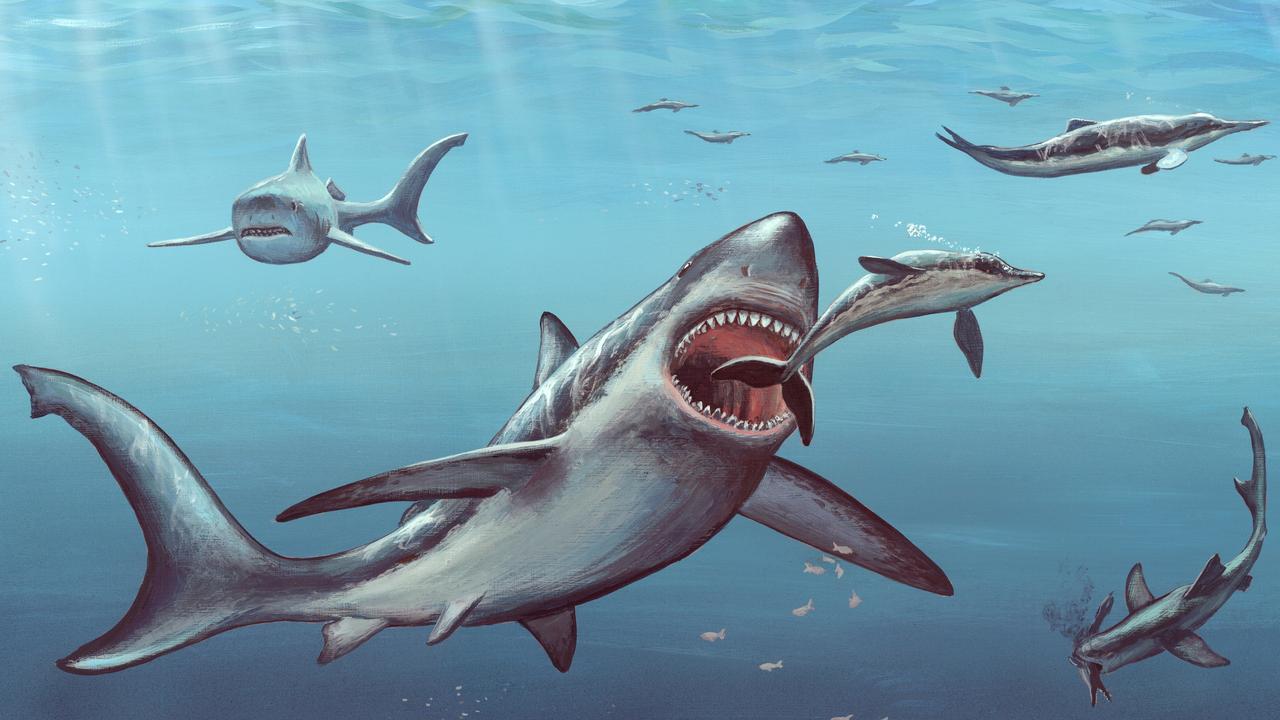 Tough at the top: apex predator the megalodon may have met its match in the great white shark, whose arrival meant fresh competition for food. Picture: supplied
