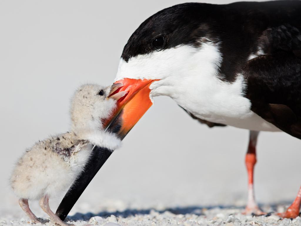 Incredible wildlife photos capture animals expressing love. Picture: Thomas Chadwick/Caters News