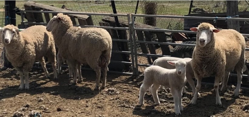 Police are investigating the theft sheep from a property near Warwick. Picture: QPS Media