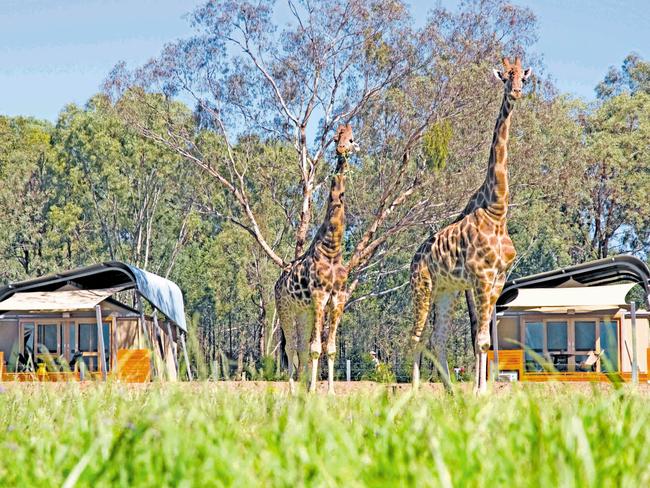 Hanging out so close to giraffes was amazing. 