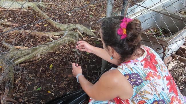 Jingili Primary School teacher Jodie Rose inspects the damage in the chook pen. Picture: Bethany Griffiths