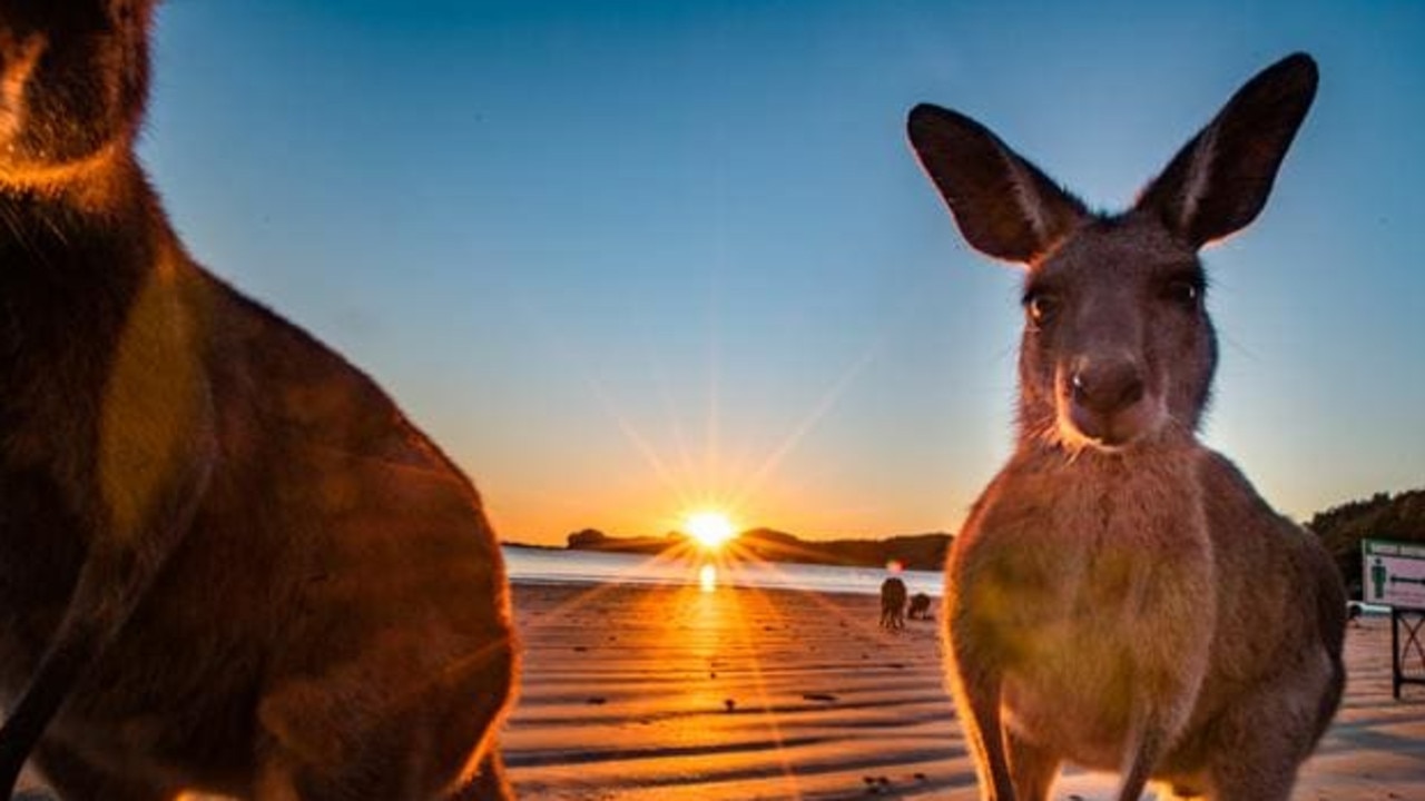 'I'd heard about the kangaroos on the beach at Cape Hillsborough, Queensland and even though I live over 1000km away I decided I had to go photograph them. Even though there was a crowd of people the two kangaroos came right up to me and started smelling me. What an experience and what a beautiful place it was.' Picture: Jodie Nash