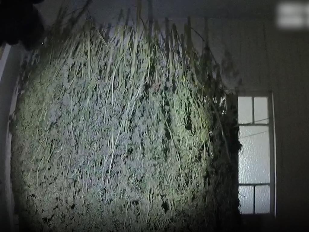 A major marijuana production and trafficking network in the Pioneer Valley has been smashed and more than $700,000 worth of drugs seized from a Marian property. Picture: QPS