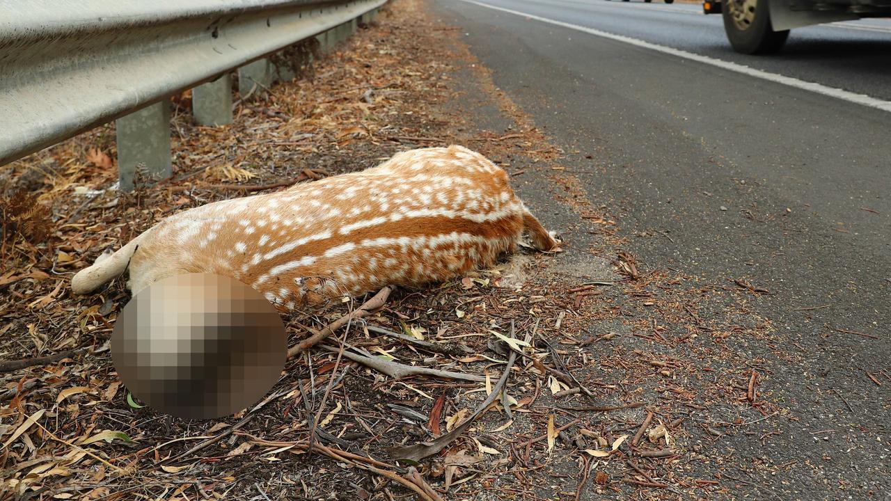 Deer with severed head found on Great Ocean Road