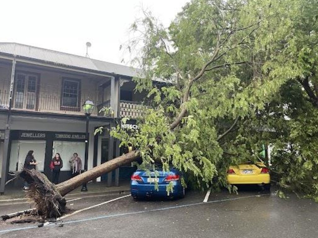 A tree comes down on vehicles in a Mount Barker street.