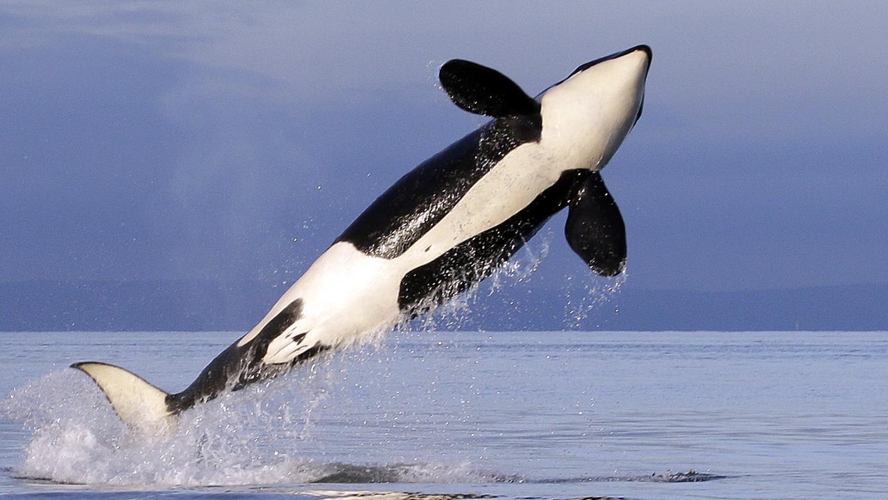 Orcas, also known as killer whales, can grow up to eight metres ling: Picture: AP Photo/Elaine Thompson