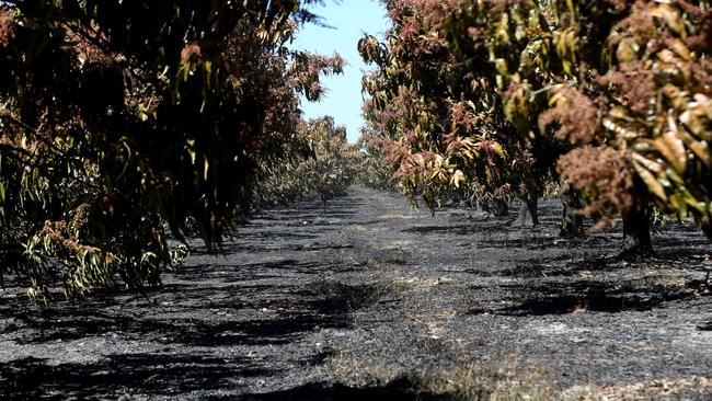 Destroyed mango trees at Allan Stewart’s burnt out property. PICTURE: STEWART MCLEAN