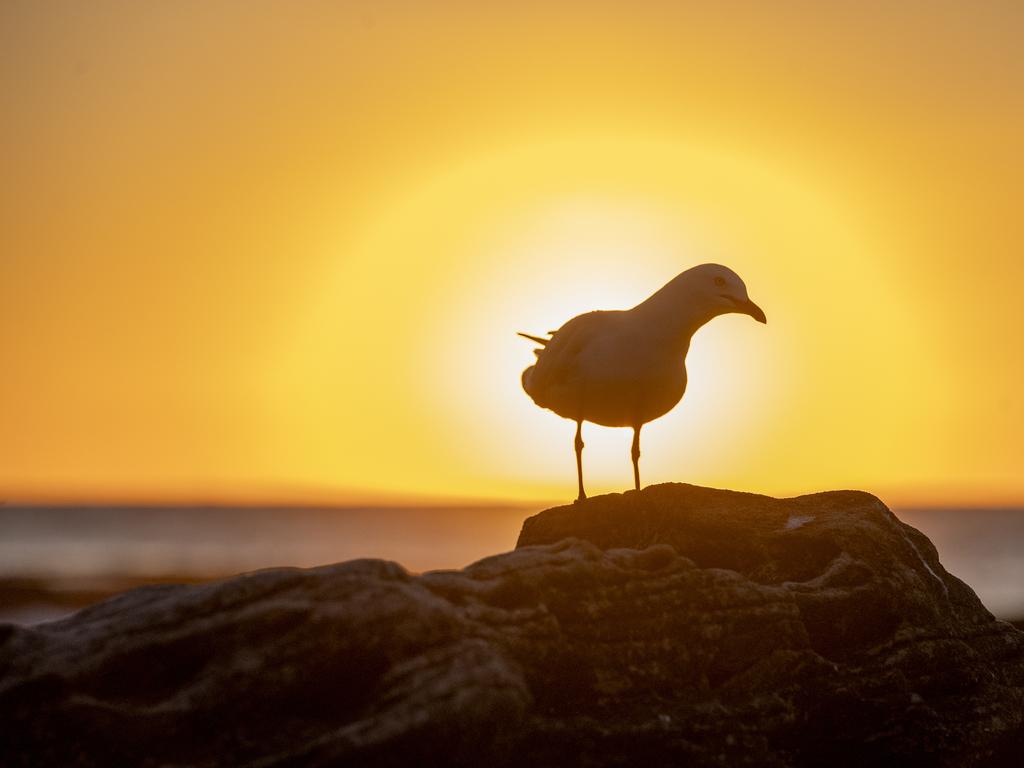 Wildlife enjoying the beautiful conditions at Maroubra on Thursday. Photo Jeremy Piper