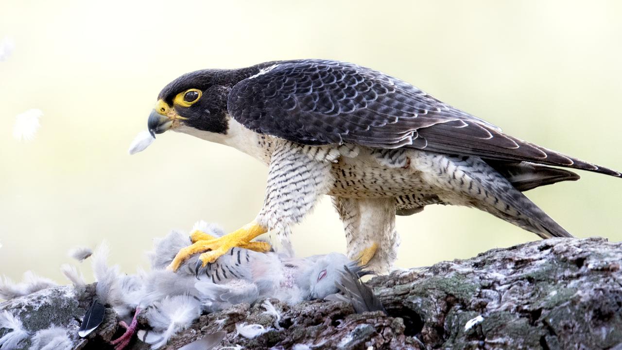 Raptors Keeping Adelaide Free Of Pests 