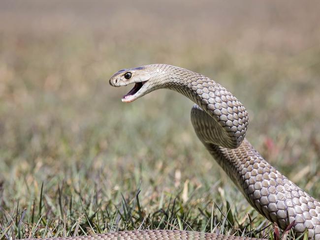 Steven McKewan from Reptile world brown snake.