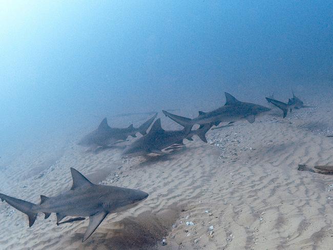 Incredible photo of sharks swimming in Seaway